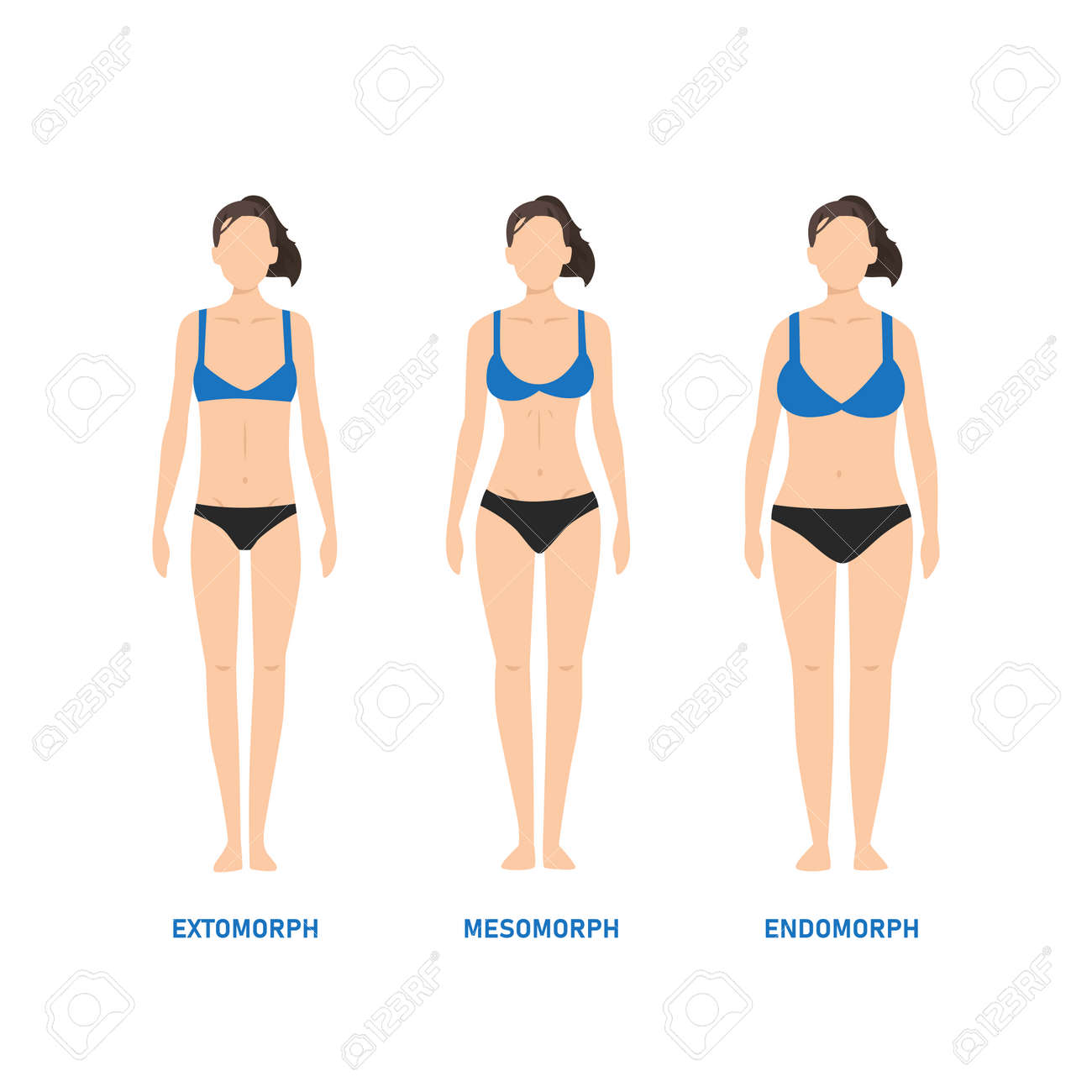 Human Body Types. Woman As Endomorph, Ectomorph And Mesomorph. Flat  Illustration Royalty Free SVG, Cliparts, Vectors, and Stock Illustration.  Image 170533804., image size:1300x1300
