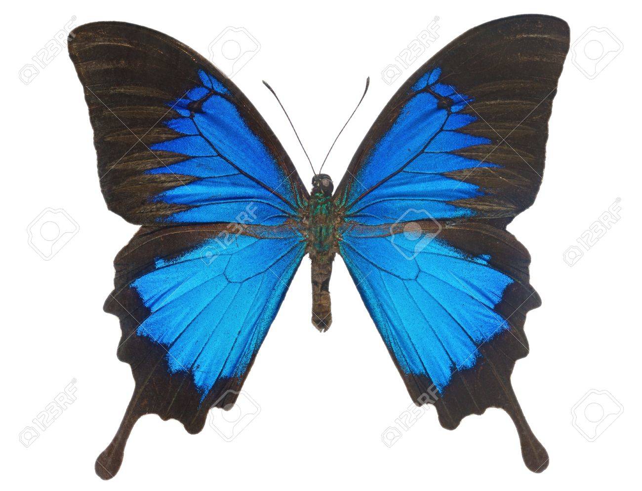青いユリシーズ蝶オオルリアゲハ白い背景の上 の写真素材 画像素材 Image