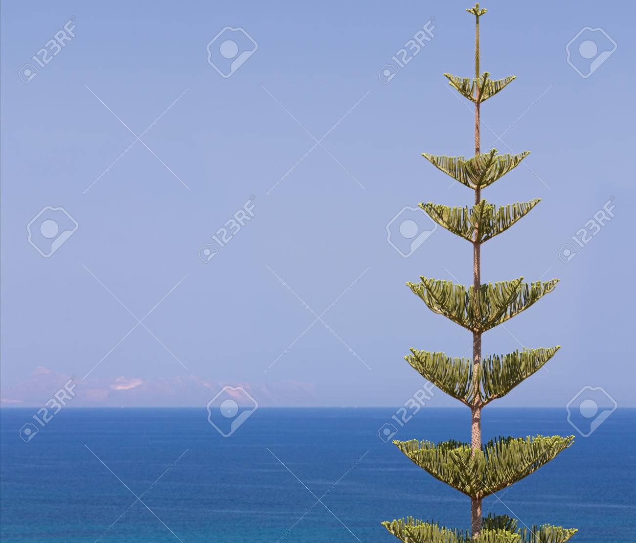 Norfolk Pine Or Araucaria Pine Tree Greece Stock Photo Picture And Royalty Free Image Image 72298445