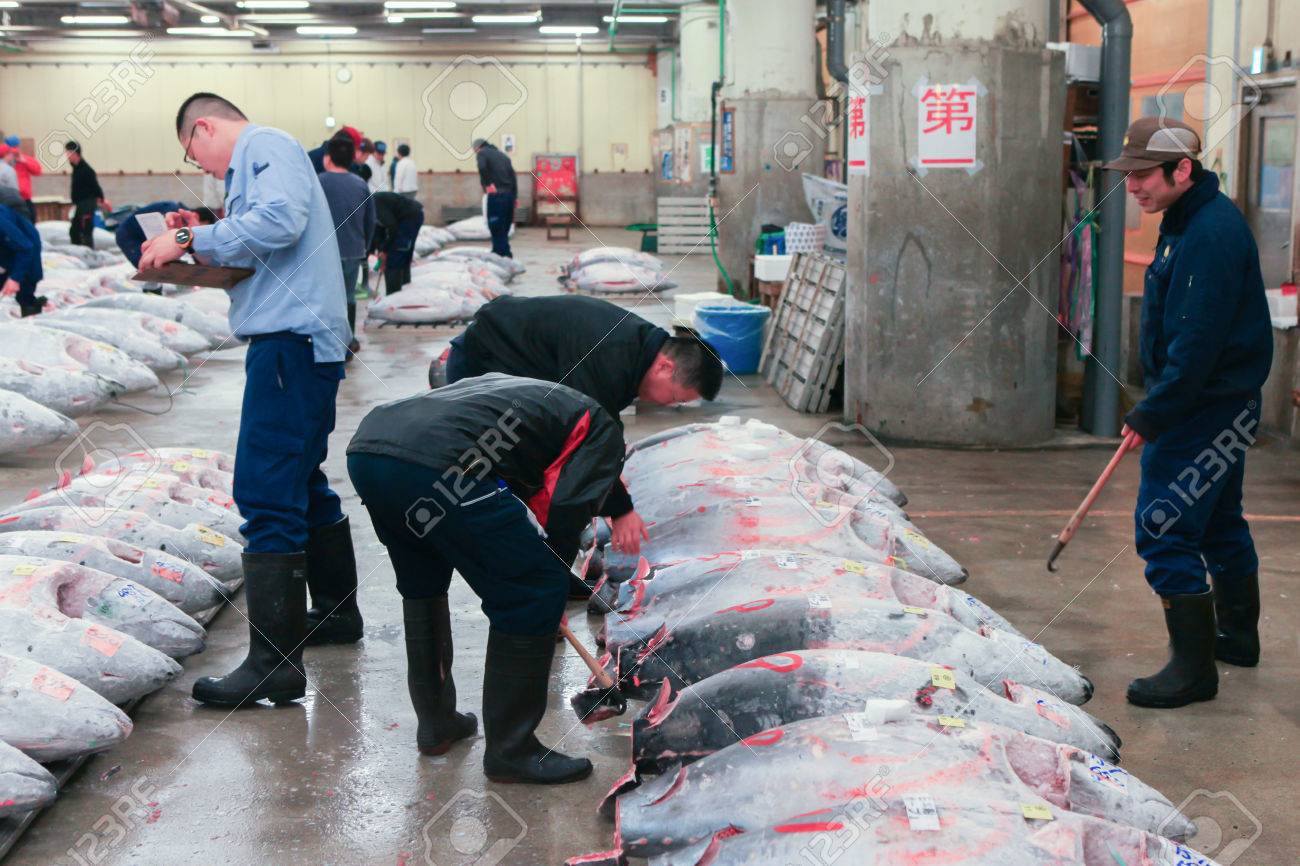 築地市場で有名なマグロのオークション。築地は世界最大の魚市場です