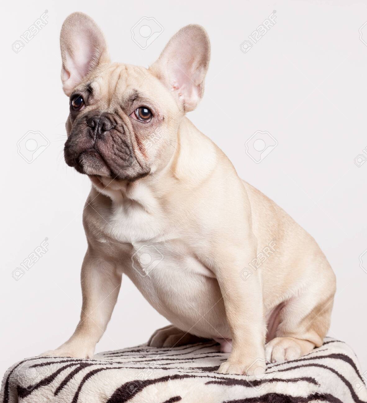 Portrat Von Braunen Franzosisch Bulldogge Welpen Lizenzfreie Fotos Bilder Und Stock Fotografie Image 26522158