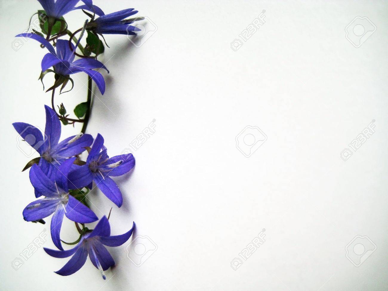 小さな支店に咲く青い桔梗背景 の写真素材 画像素材 Image