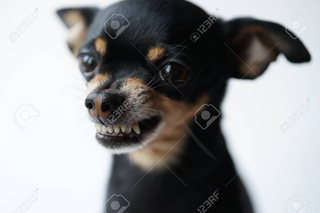 Black Dog Google Search