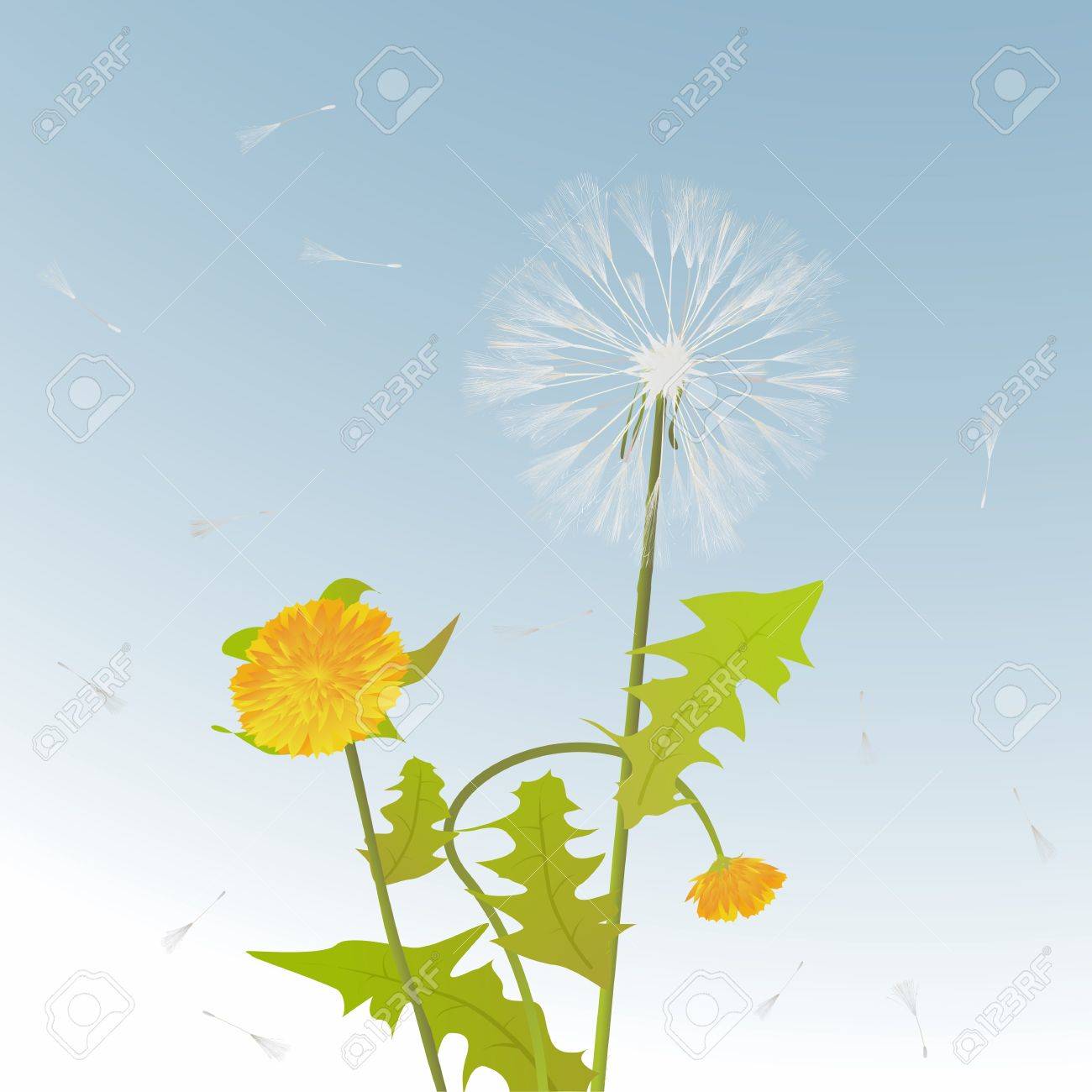 タンポポの茎 花と葉装飾背景カード のイラスト素材 ベクタ Image タンポポの茎 花と葉装飾背景カード のイラスト素材 ベクタ Image