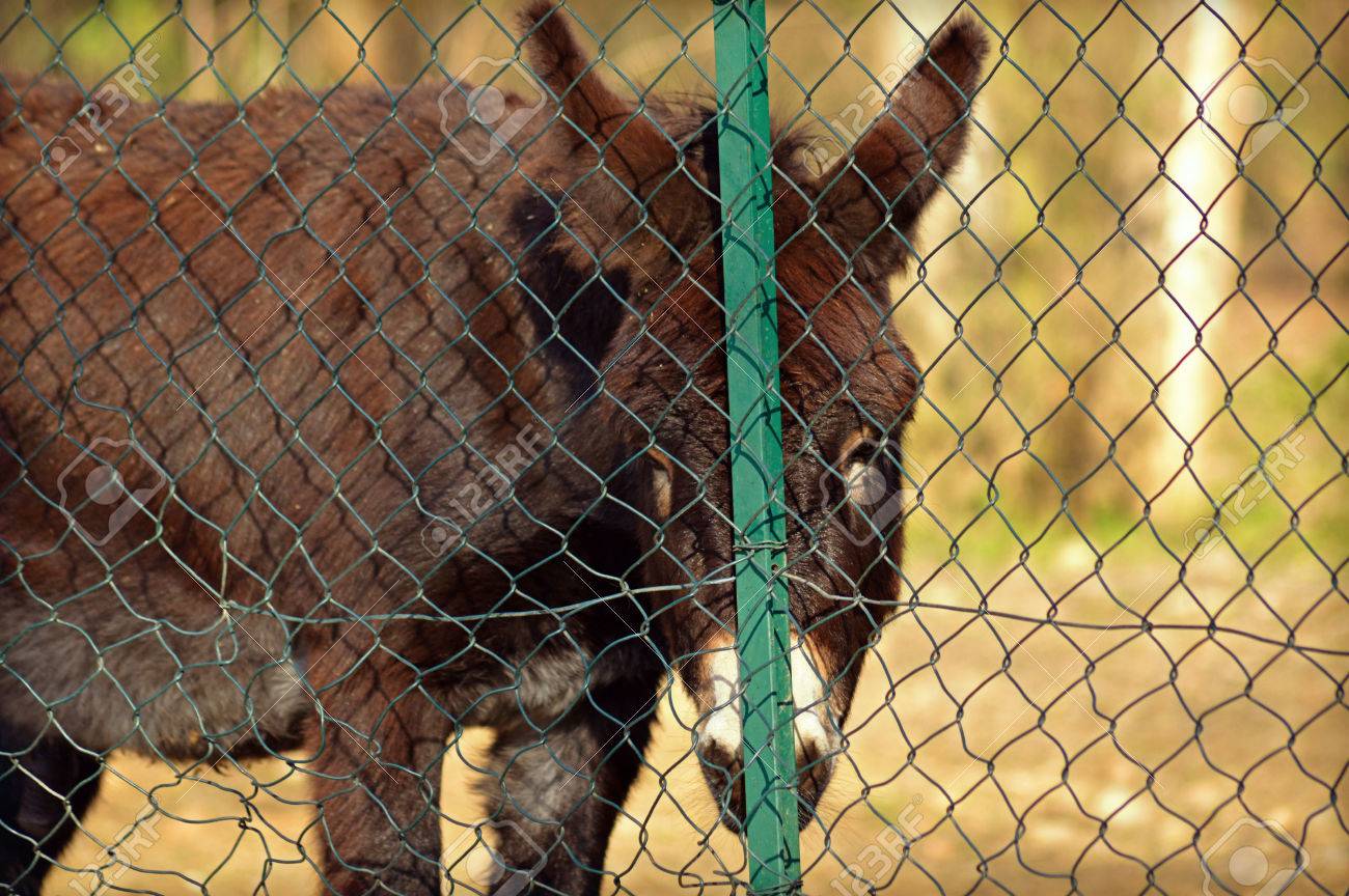 Animaux Triste Recherche A Partir D Une Cloture Banque D Images Et