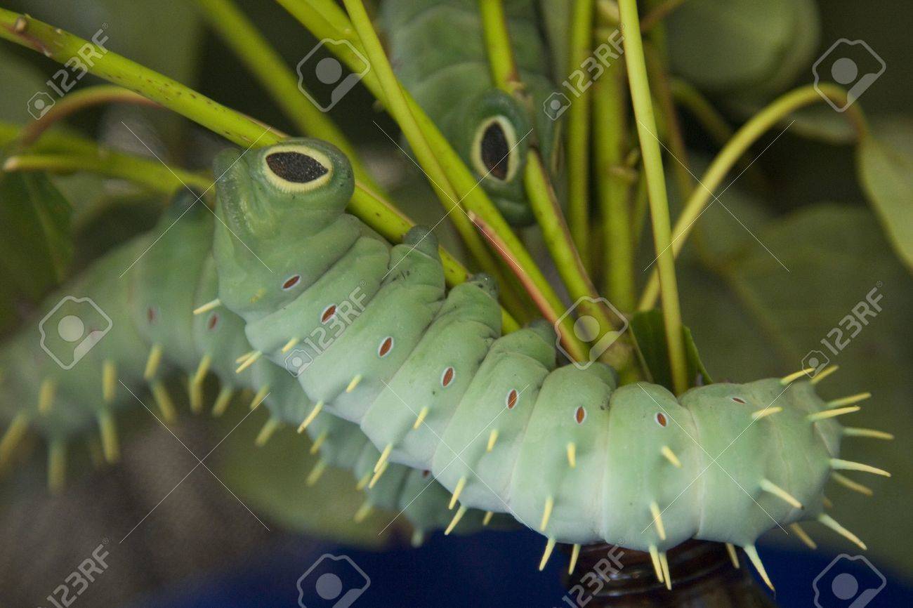Hercules Moth Caterpillar Cairns Australia Stock Photo Picture And Royalty Free Image Image