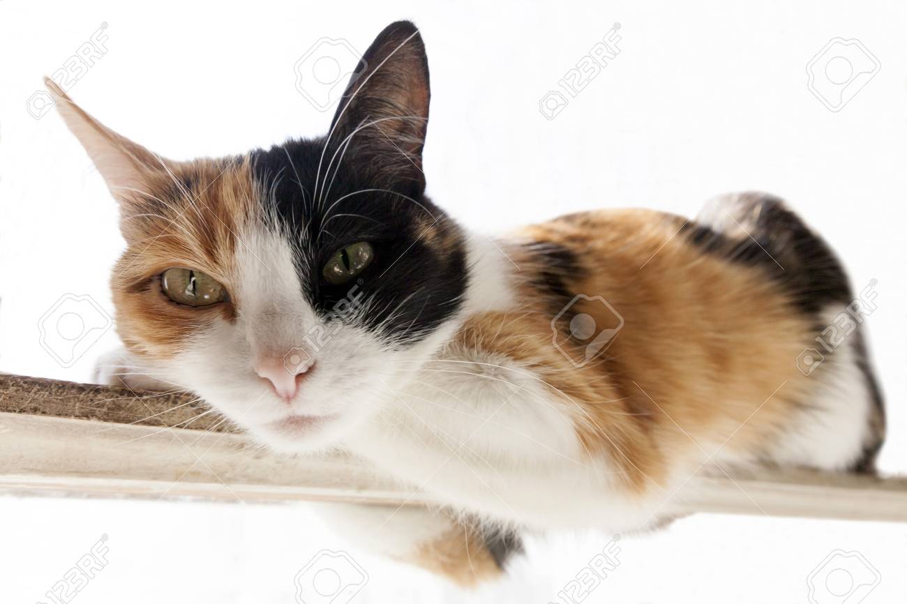 three color red black white cat lies on a narrow stick white