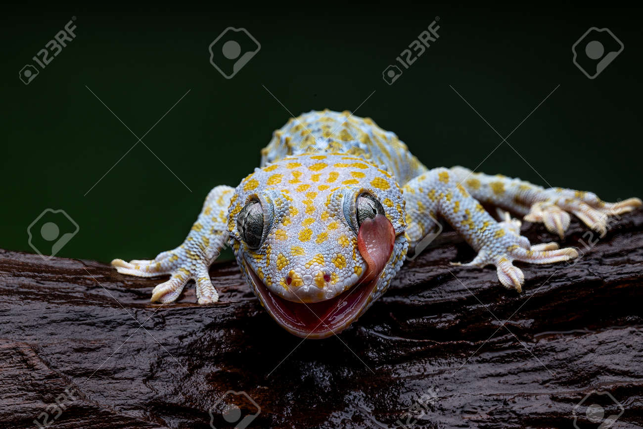 2021秋冬新作】 トッケイヤモリ PLUS ver. その他 - abacus-rh.com