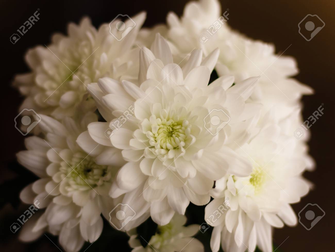 etiam-dictum-ipsum-a-felis