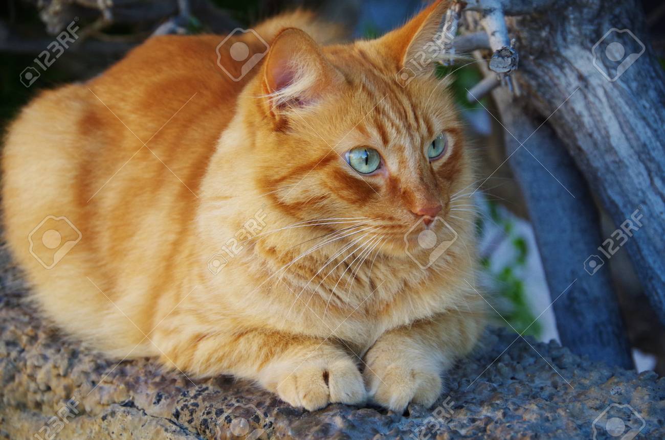 Ginger Cat With Blue Eyes Stock Photo Picture And Royalty Free Image Image