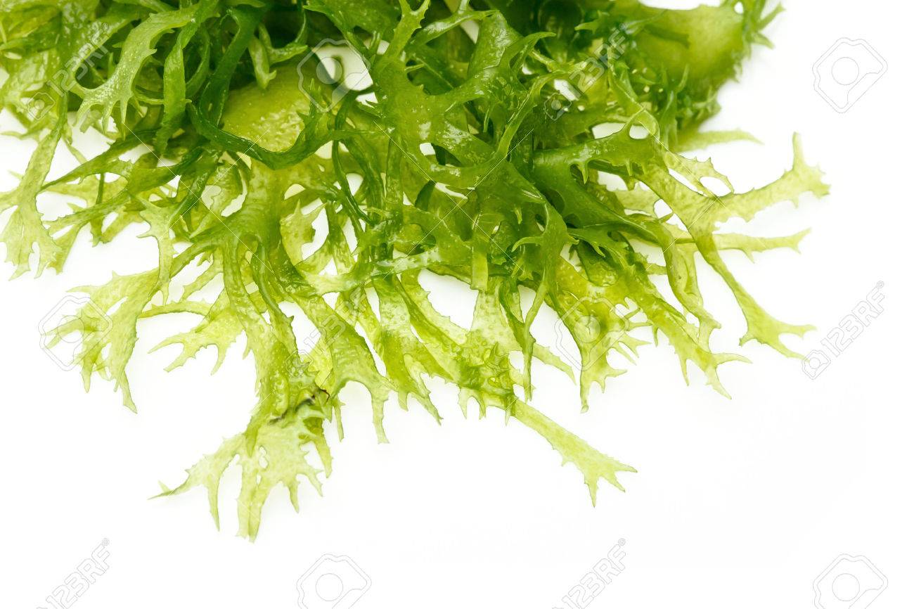 Edible seaweed salad on white background - 29583734 Edible seaweed salad on white background - 29583734