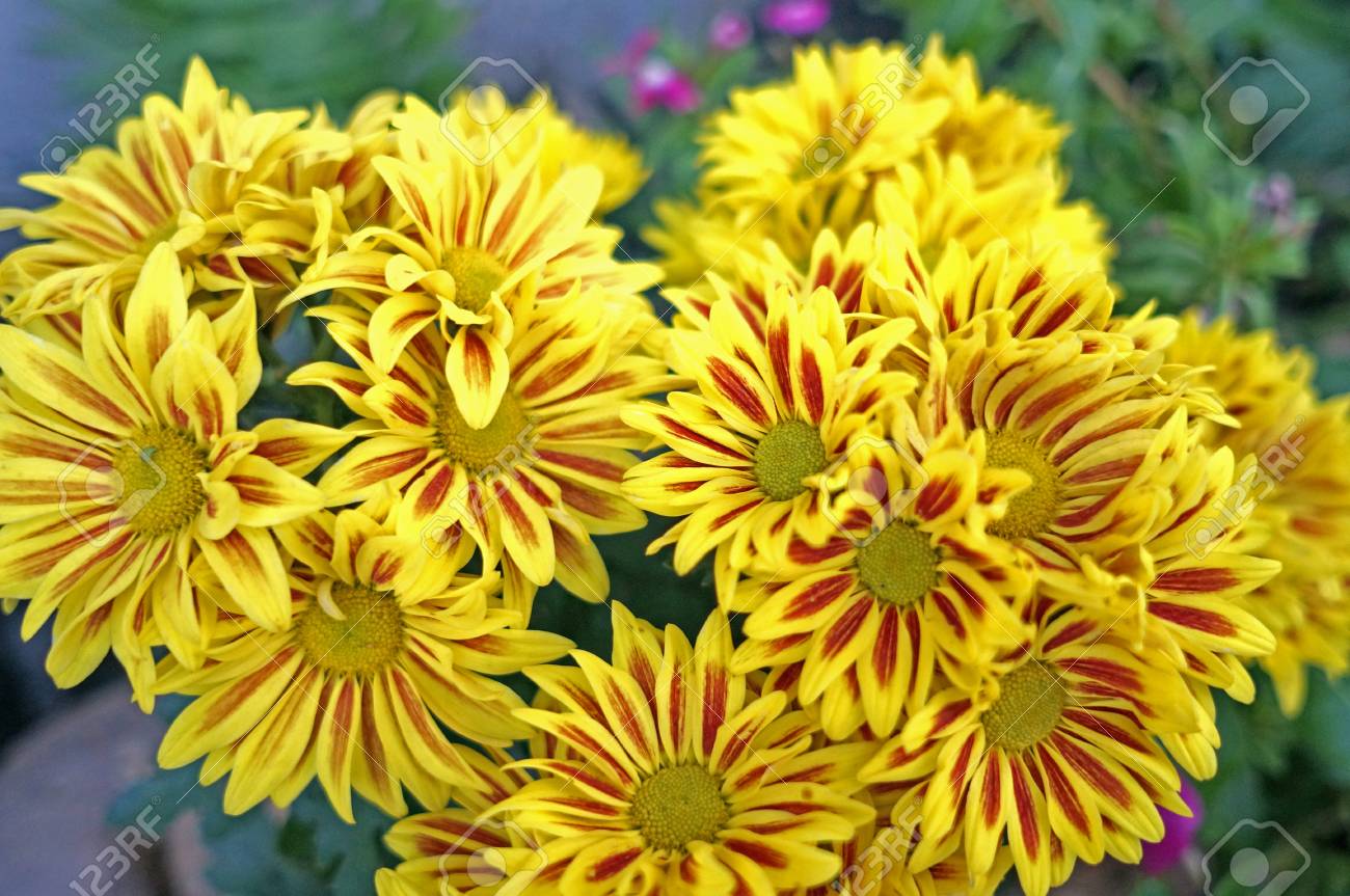 etiam-dictum-ipsum-a-felis