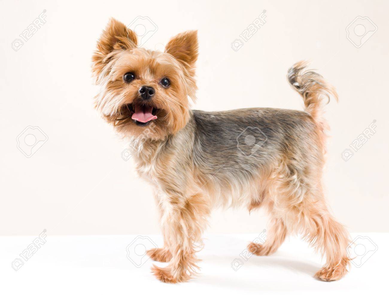 Yorkshire adult Clearance