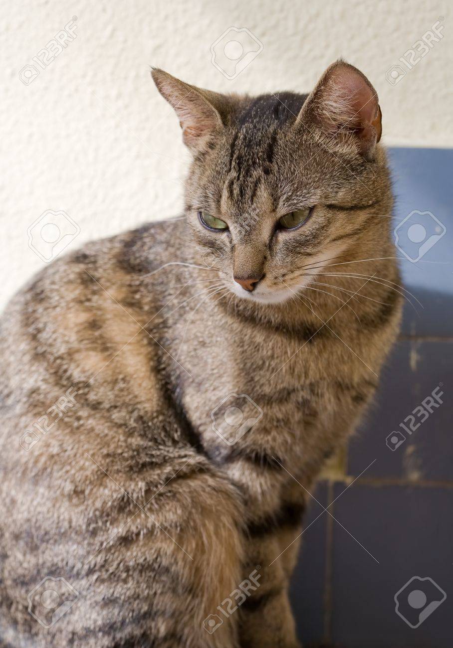 Portrait Of Cute Young Brown Mackerel Tabby Cat Relaxing Stock Photo Picture And Royalty Free Image Image 13053428