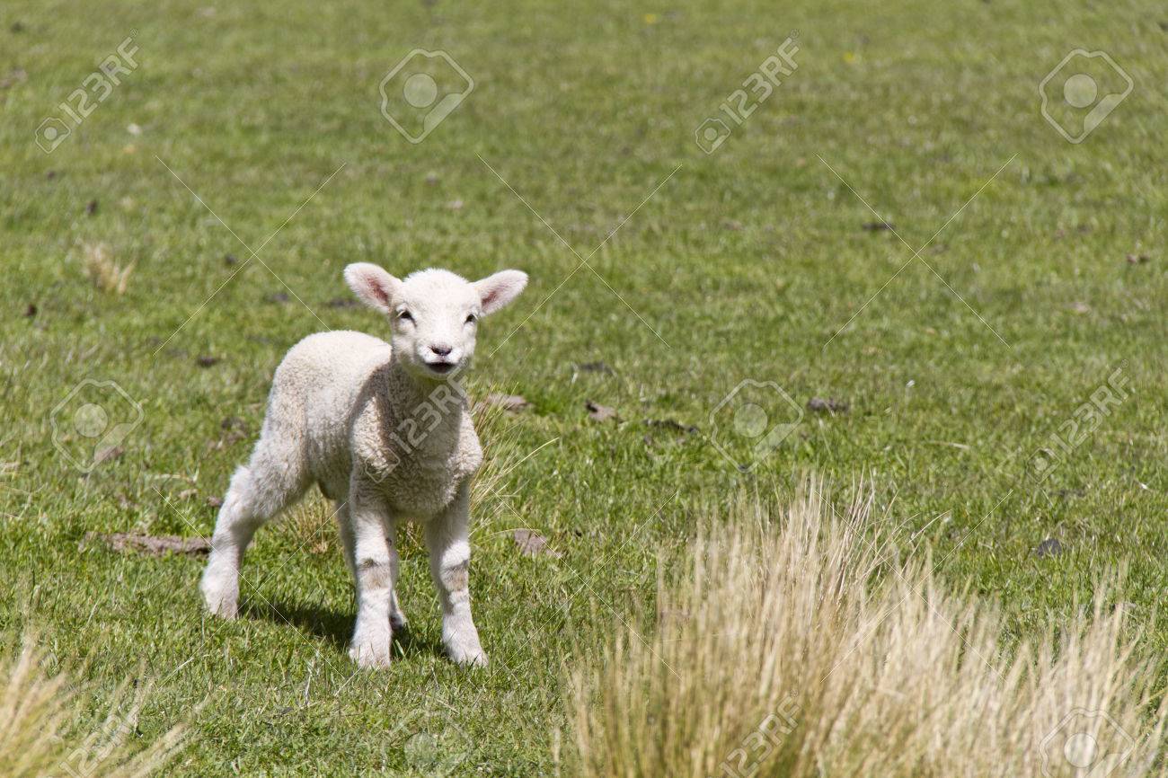 Cute Baby Lamb Stock Photo Picture And Royalty Free Image Image