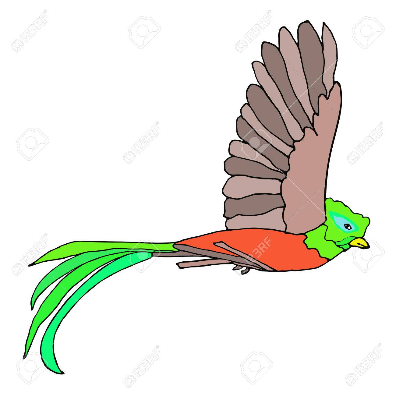 ケツァール鳥飛行。ケツァール。ベクトルの図。