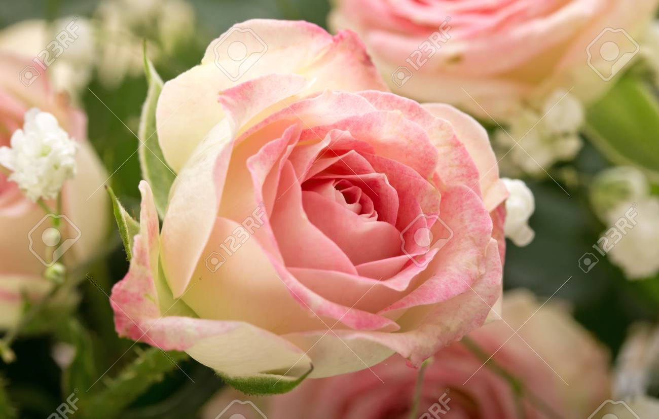 Bouquet De Petites Roses Décoratives Roses Avec De Petites Fleurs Blanches Gros Plan