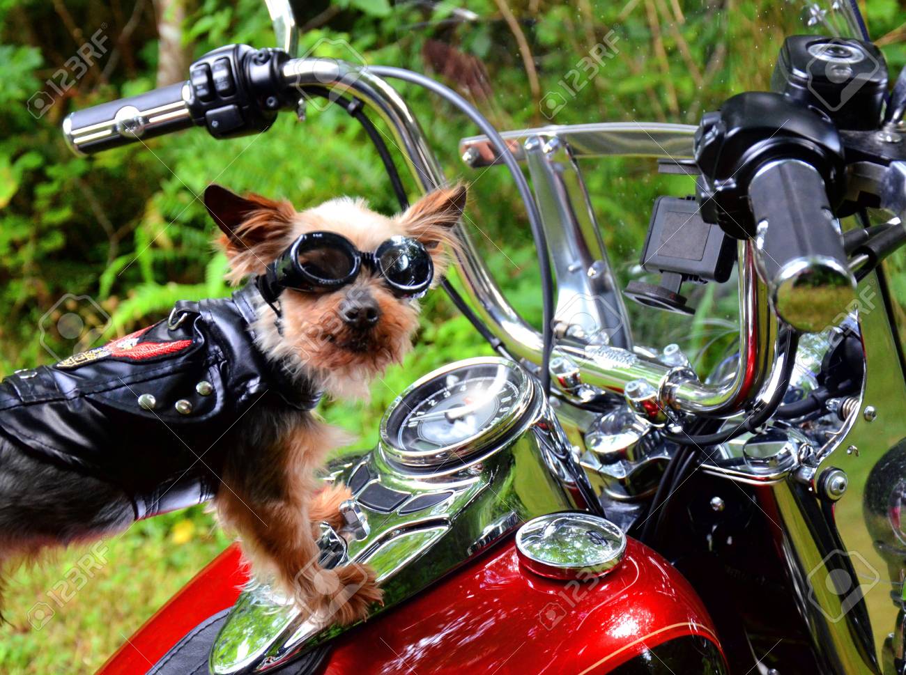 Dog Riding Motorcycle Stock Photo, Picture and Royalty Free Image. Image  97527103.