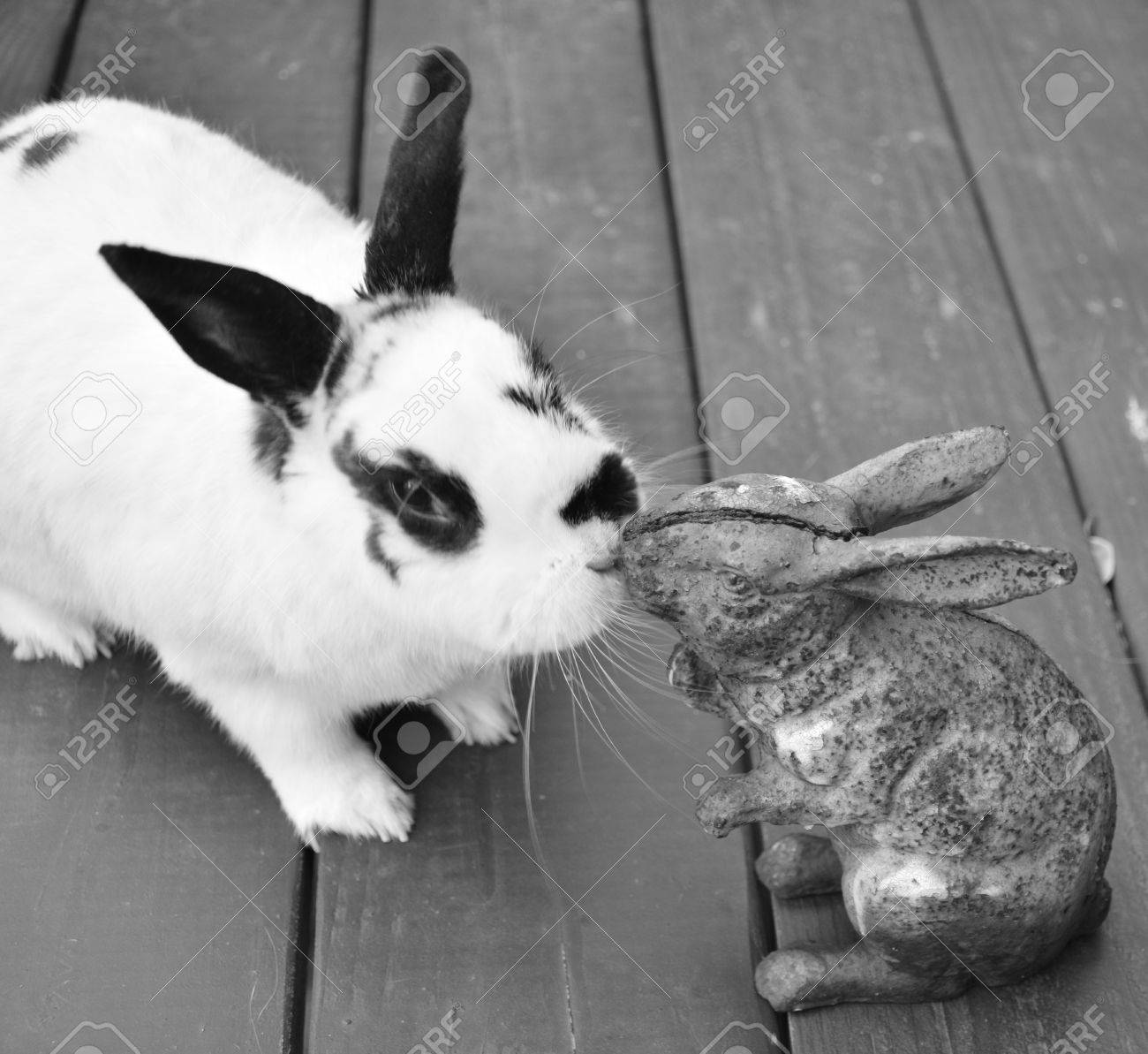 英語発見ウサギ ウサギをキス像 の写真素材 画像素材 Image 英語発見ウサギ ウサギをキス像 の写真素材 画像素材 Image