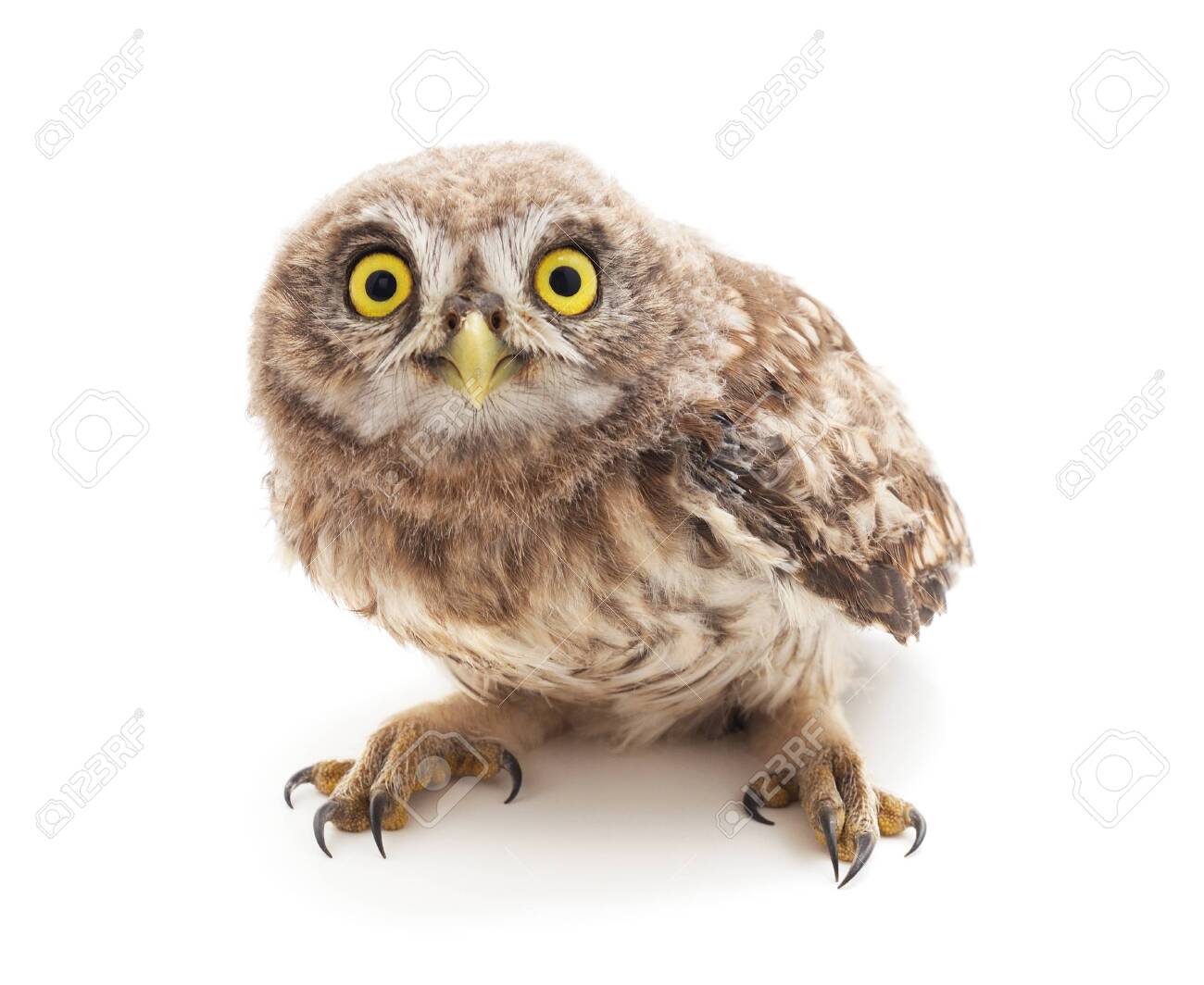 etiam-dictum-ipsum-a-felis