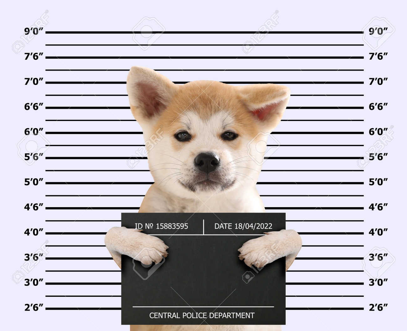 身長チャートに対してマグショットボードを持つ秋田犬の子犬を逮捕。犯罪者の楽しい写真の写真素材・画像素材 Image 196352702