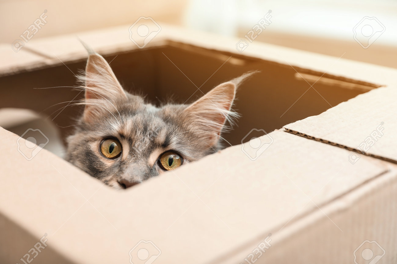 etiam-dictum-ipsum-a-felis