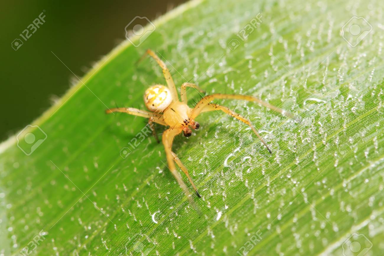 野生の植物の上に黄色の長い脚蜘蛛 の写真素材 画像素材 Image 野生の植物の上に黄色の長い脚蜘蛛 の写真素材 画像素材 Image