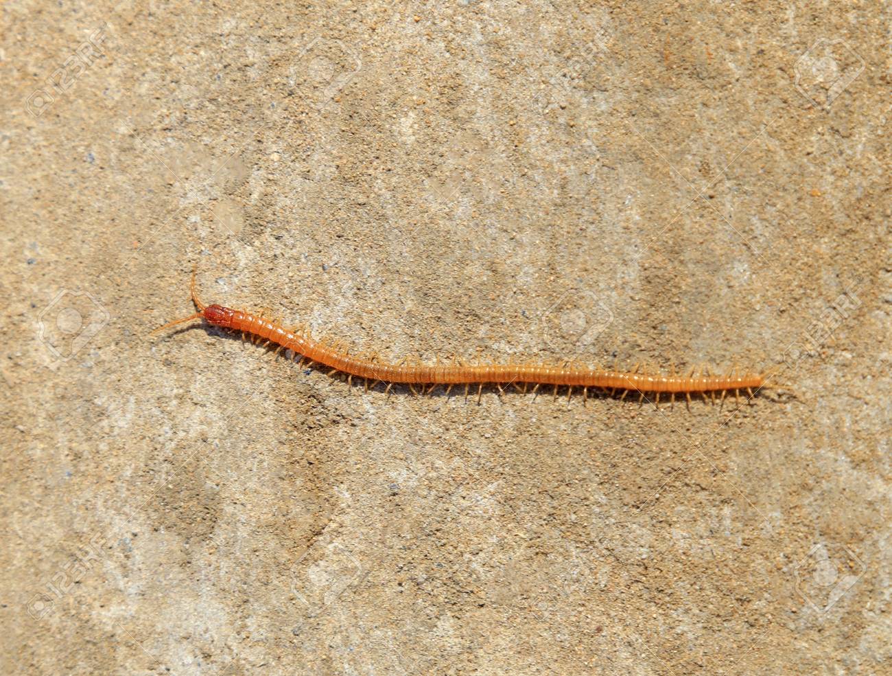 一般的な家のムカデ の写真素材 画像素材 Image