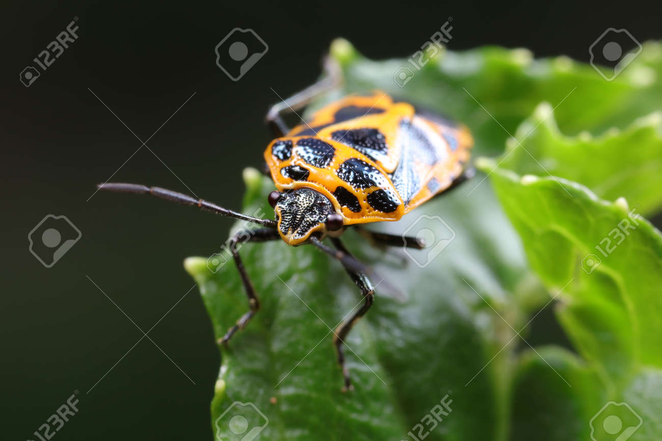 etiam-dictum-ipsum-a-felis