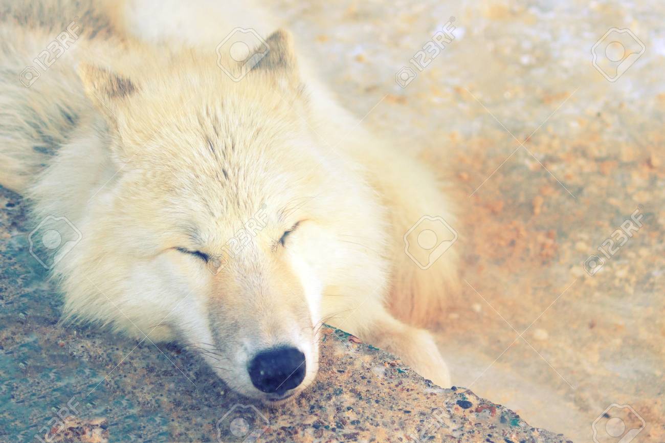 動物園でかわいい白いオオカミ睡眠 の写真素材 画像素材 Image 動物園でかわいい白いオオカミ睡眠 の写真素材 画像素材 Image