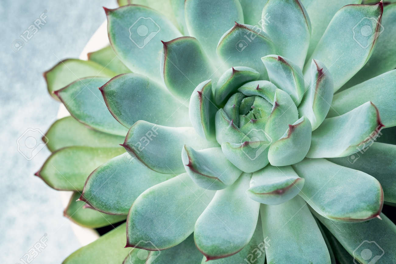 青緑色の多肉植物*4 青緑色の多肉植物*4 青緑色の多肉植物*2