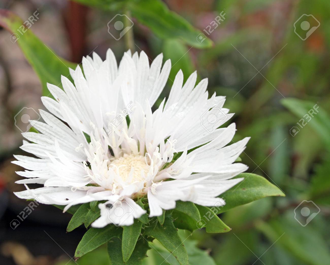 珍しい白い花 の写真素材 画像素材 Image 珍しい白い花 の写真素材 画像素材 Image