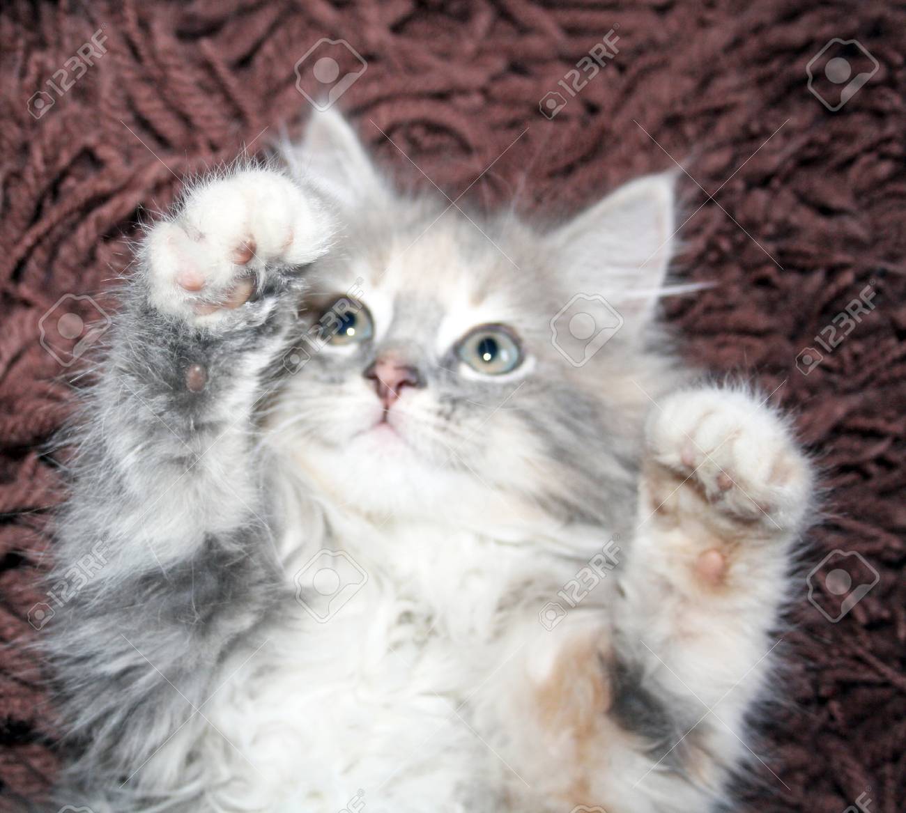 kitten paws up