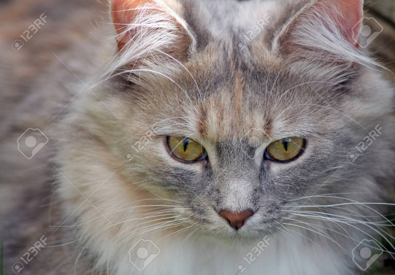 Magnifique Chat Tigre Dans Le Jardin Banque D Images Et Photos Libres De Droits Image