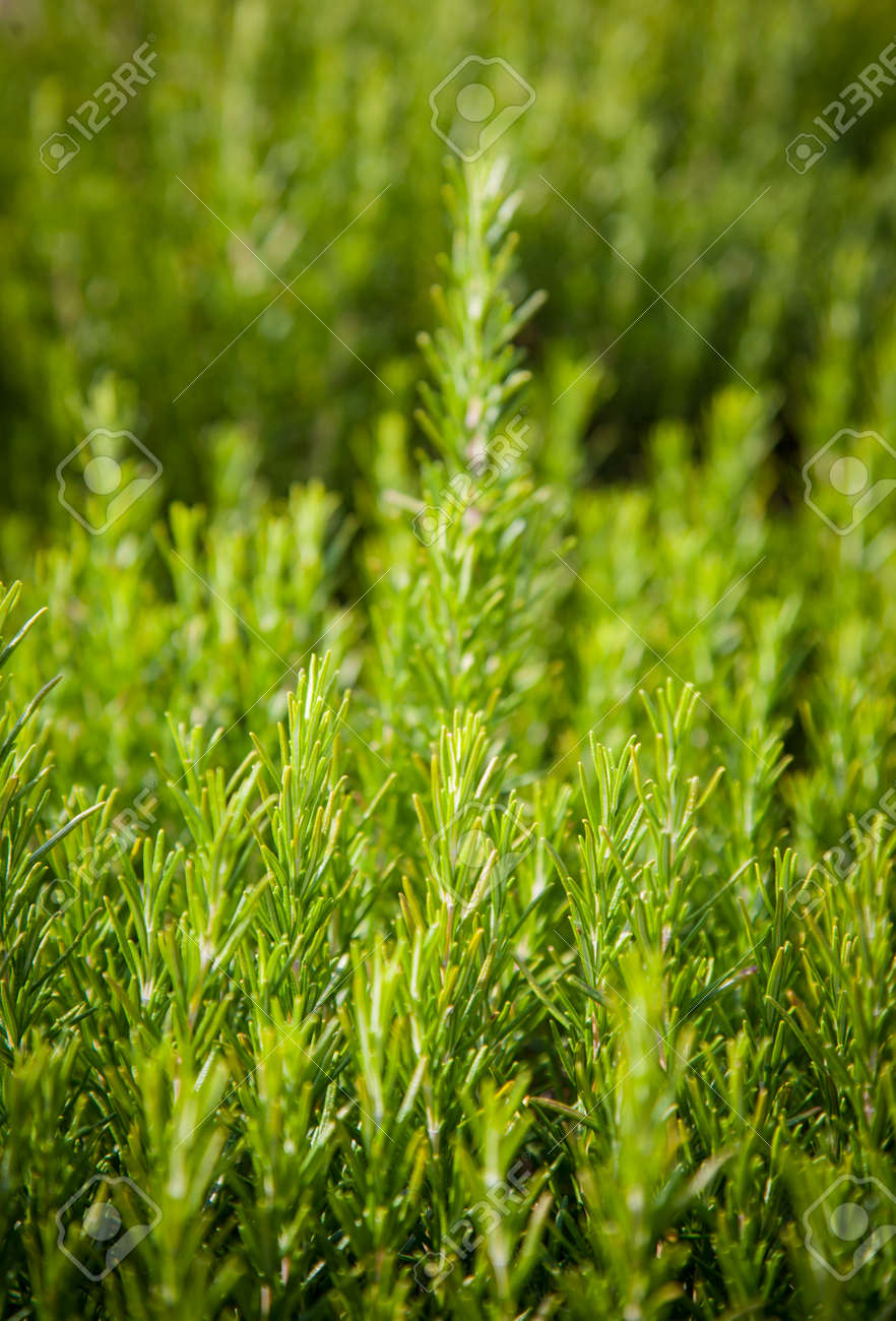 ローズマリー背景 新鮮な植物の成長 香りのスパイス ハーブ代替医療 食品 自然な風合いの芳香のスパイス の写真素材 画像素材 Image