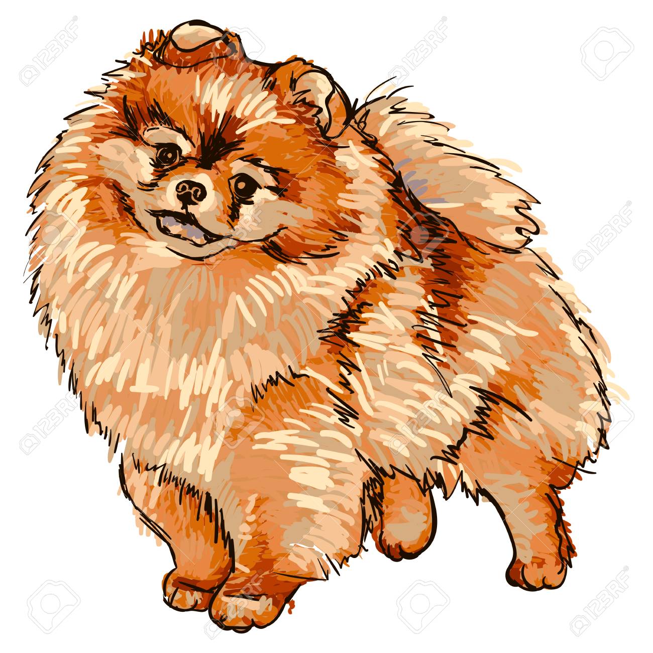 犬種ポメラニアンのイラスト のイラスト素材 ベクタ Image