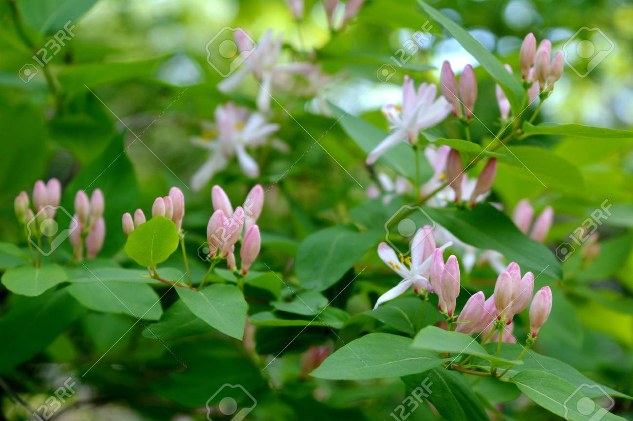 花ハニーサックル。繊細なピンクの花と蕾。の写真素材・画像素材