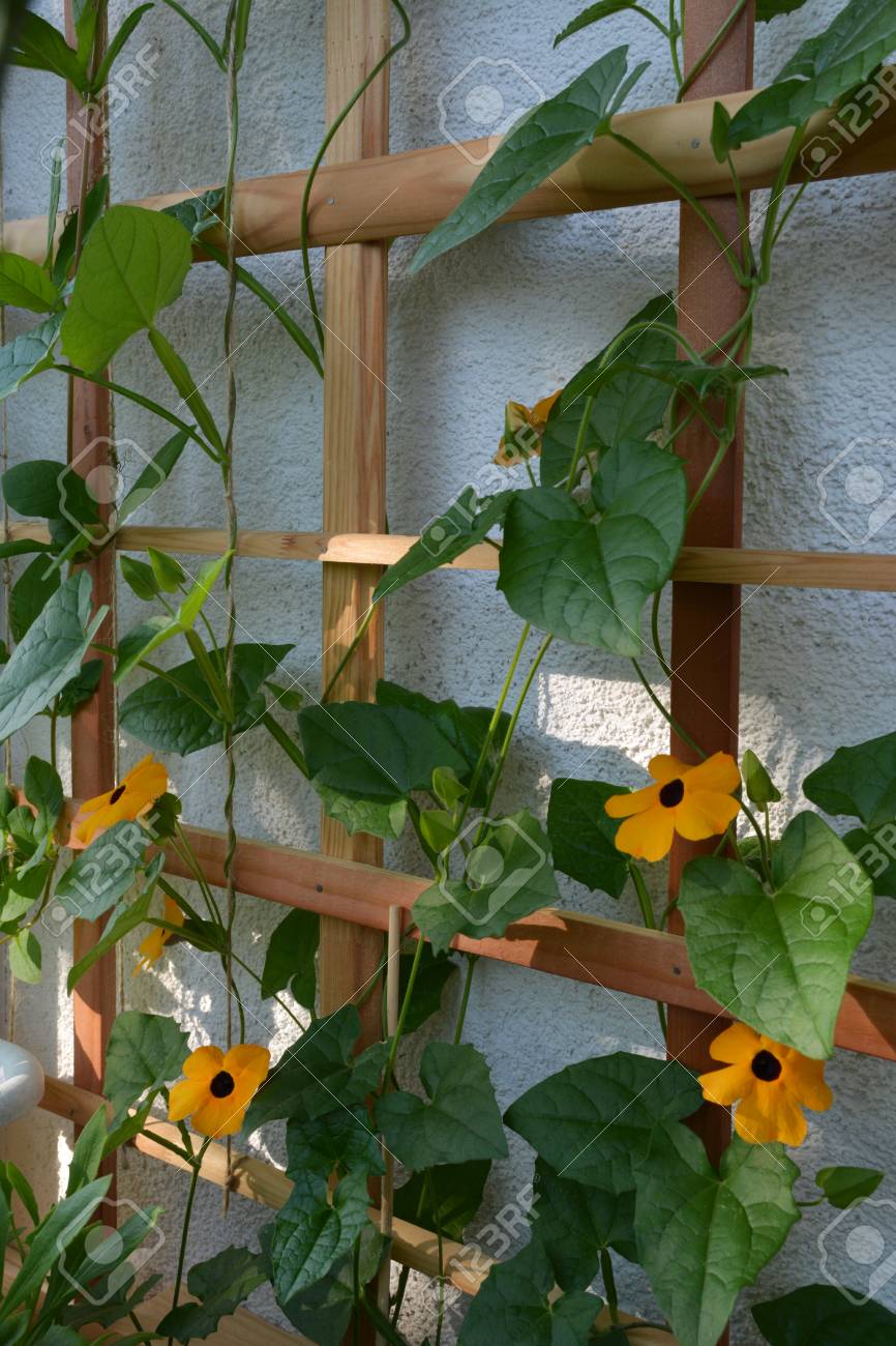 Blooming Thunbergia On Wooden Trellis On The Balcony Black Eyed Stock Photo Picture And Royalty Free Image Image 114146859