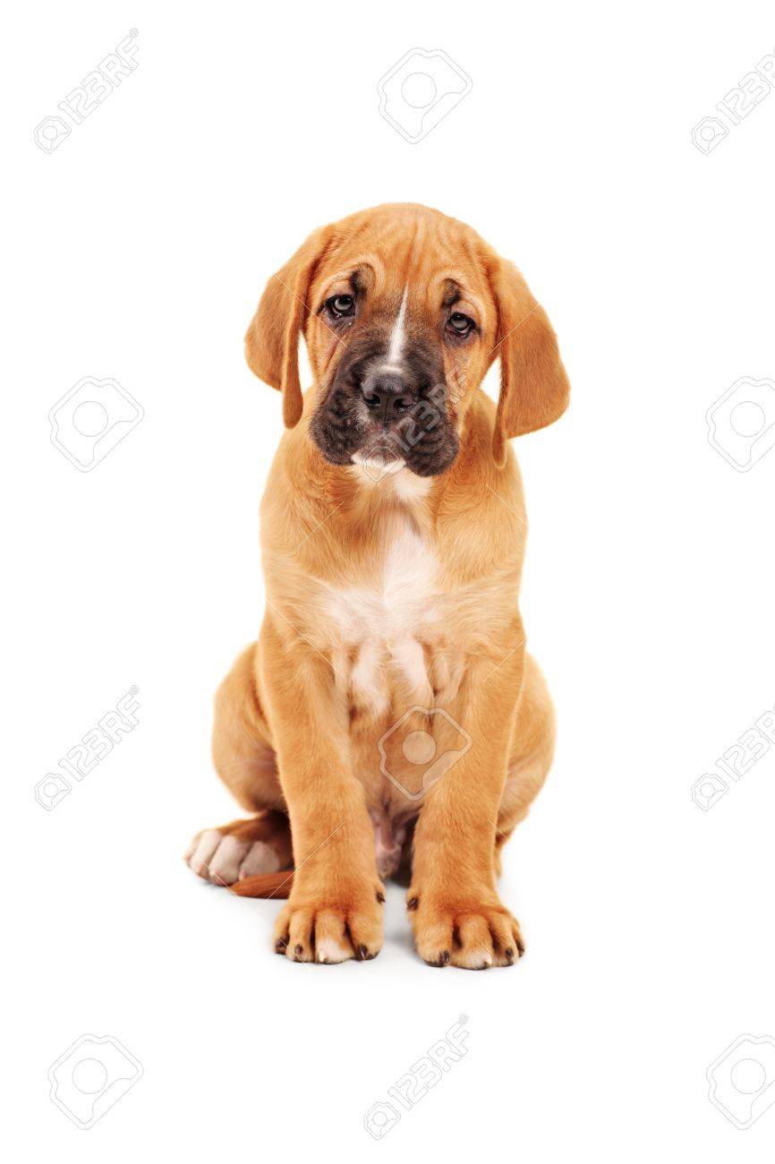 Trauriges Kleines Cane Corso Welpen Blick In Die Kamera Isoliert Auf Weissem Hintergrund Lizenzfreie Fotos Bilder Und Stock Fotografie Image 11409566