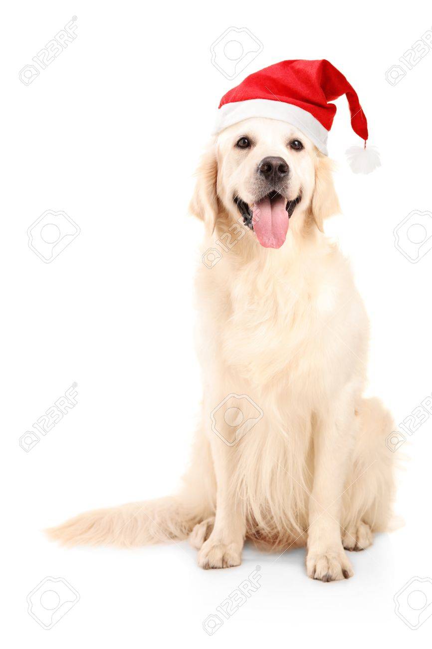 dog xmas hat