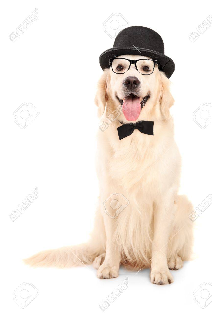 labrador bow tie