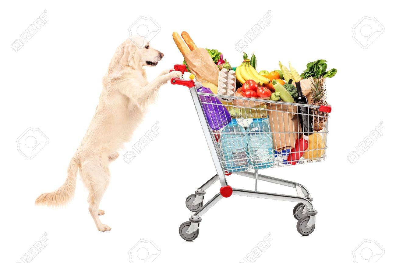 Lustige Retriever Hund Schiebt Einen Einkaufswagen Voller Lebensmittel Isoliert Auf Weissem Hintergrund Lizenzfreie Fotos Bilder Und Stock Fotografie Image 1619