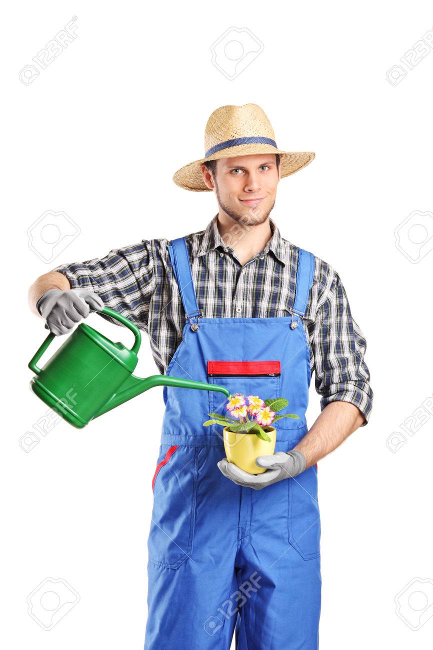 白い背景で隔離された植物に水をまく男性園芸家 の写真素材 画像素材 Image