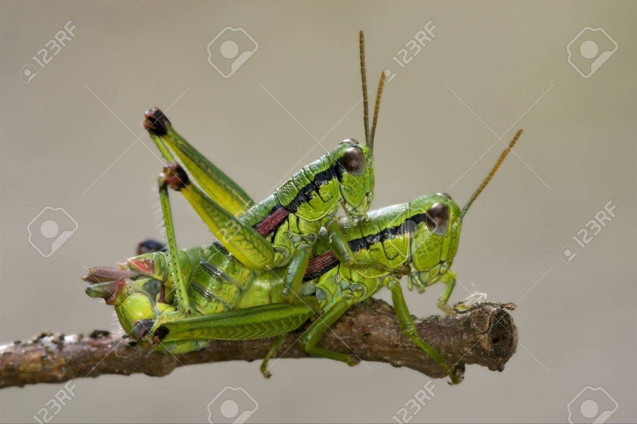 2 つグラスホッパー茶色のセックス の写真素材 画像素材 Image