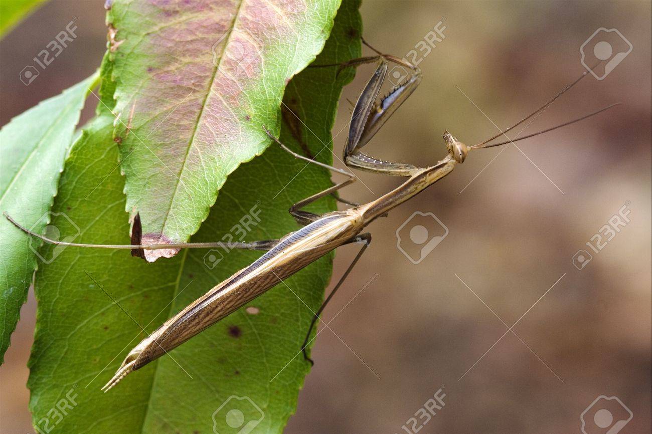 ブッシュ左緑の茶色のカマキリ カマキリのワイルド サイドのクローズ アップ の写真素材 画像素材 Image