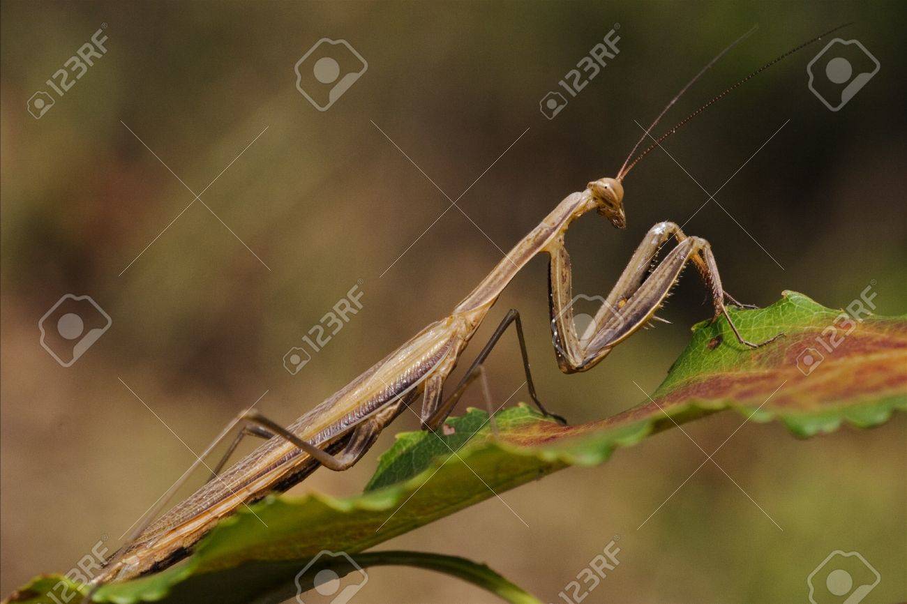 ブッシュ左緑の茶色のカマキリ カマキリのワイルド サイドのクローズ アップ の写真素材 画像素材 Image