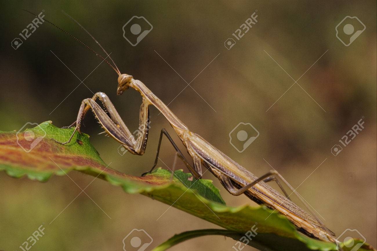 ブッシュ左緑の茶色のカマキリ カマキリのワイルド サイドのクローズ アップ の写真素材 画像素材 Image