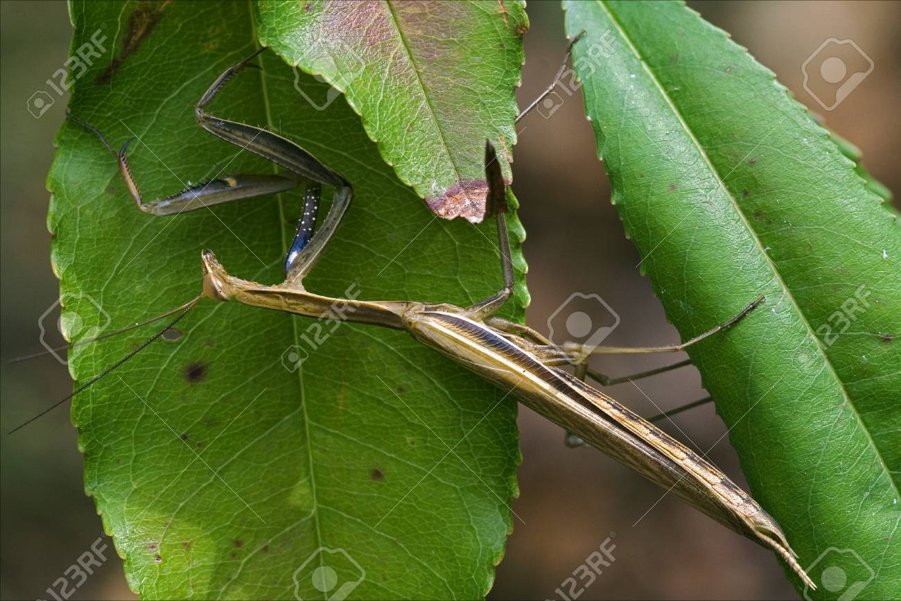 ブッシュ左緑の茶色のカマキリ カマキリのワイルド サイドのクローズ アップ の写真素材 画像素材 Image 4873