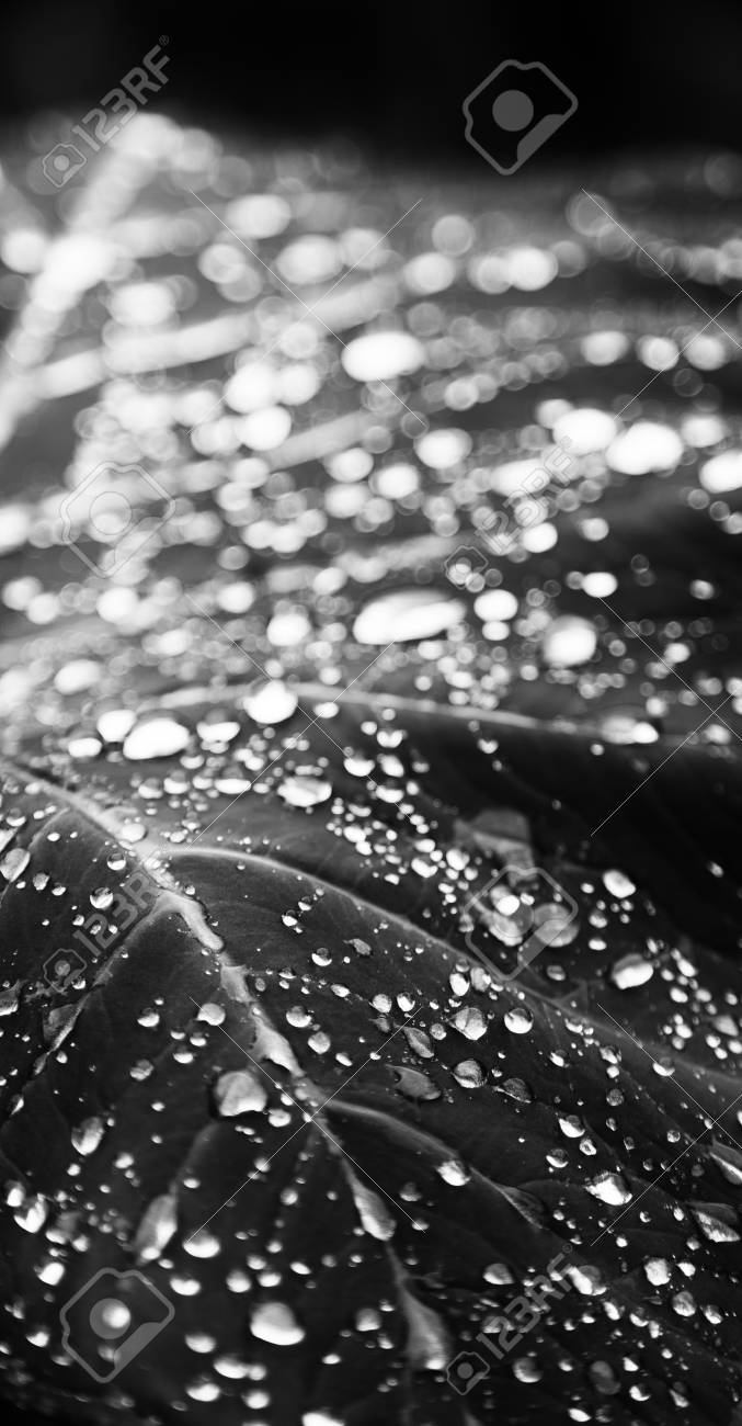 Some Drops In A Leaf After The Rain Like Background Wallpaper Stock Photo Picture And Royalty Free Image Image