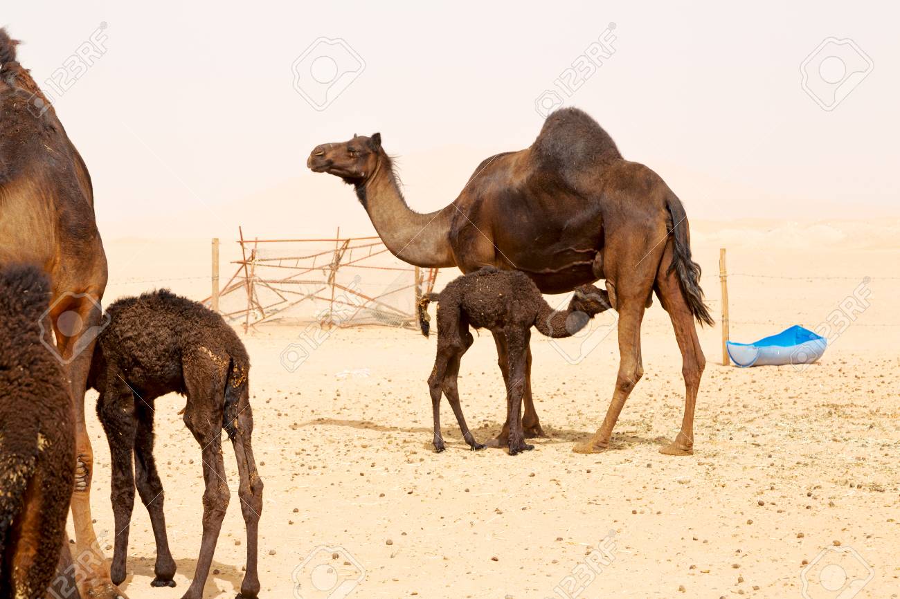 Kostenlos Dromedar In Der Nahe Der Himmel In Oman Leeren Viertel Wuste Lizenzfreie Fotos Bilder Und Stock Fotografie Image